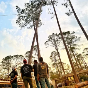 Green Arbor LLC Expands Professional Tree Services Throughout Northwest Arkansas and Four-State Region